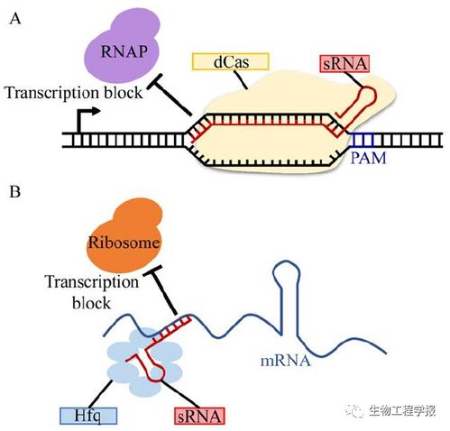 鄭平團(tuán)隊(duì)丨谷氨酸棒桿菌的代謝工程使能技術(shù)研究進(jìn)展